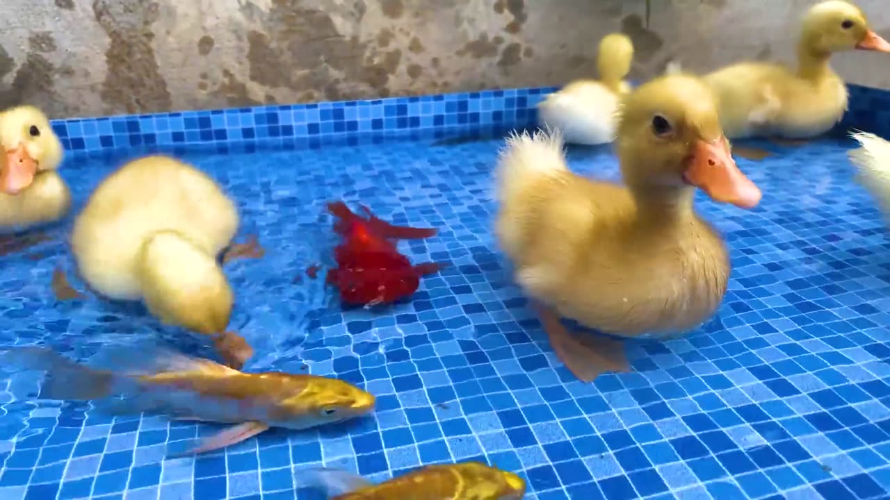 Surprise eggs contain So cute Ducklings, Koi fish, Crabs, Catfish, Freshwater Shark, Goldfish, Eel