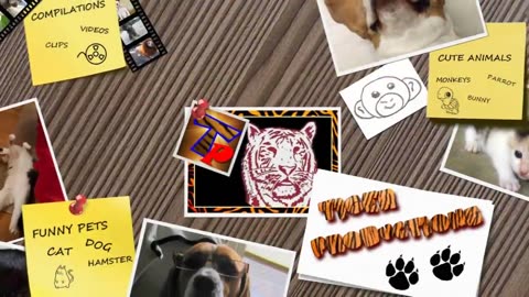 Top funny animals compilation