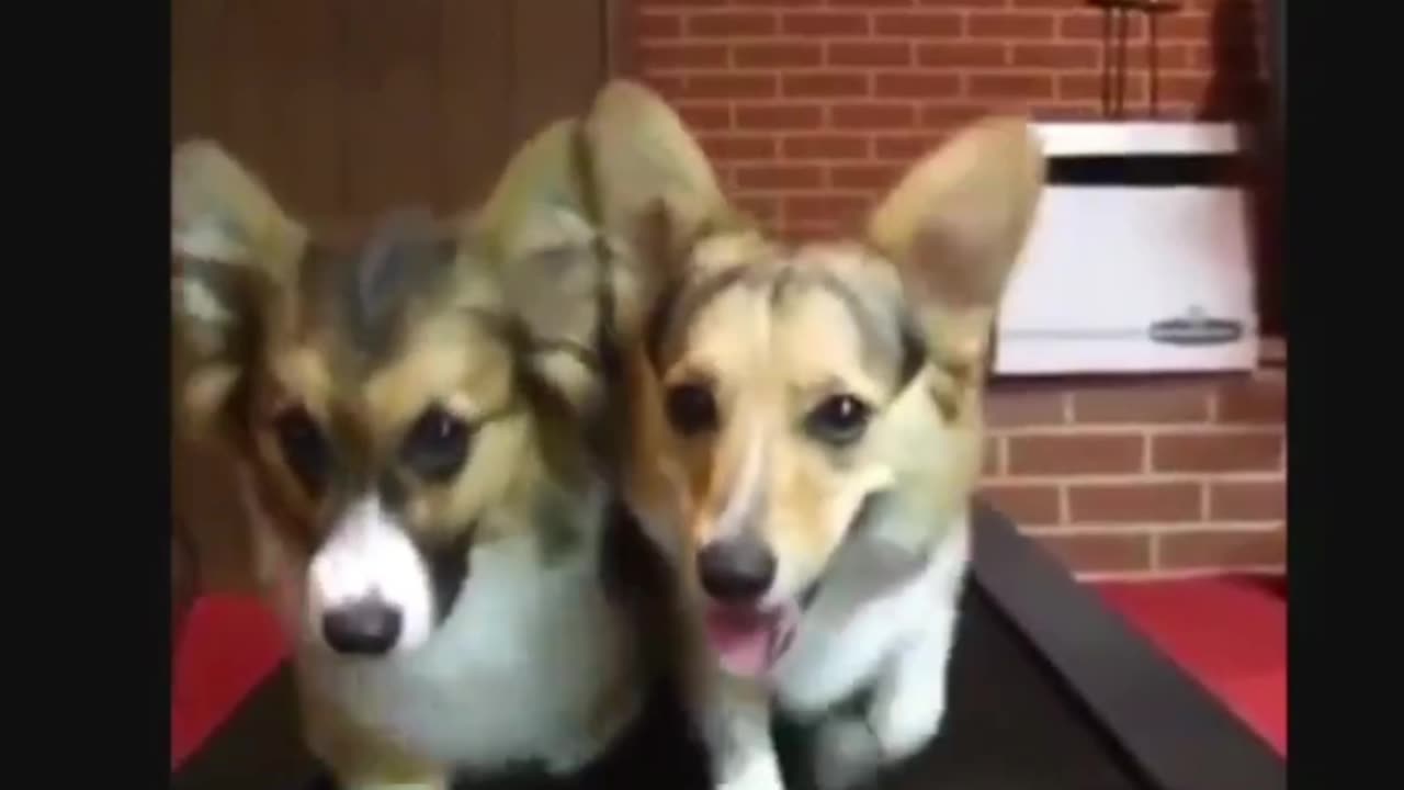 Dogs on Treadmill #dogclips