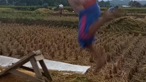 Panen padi