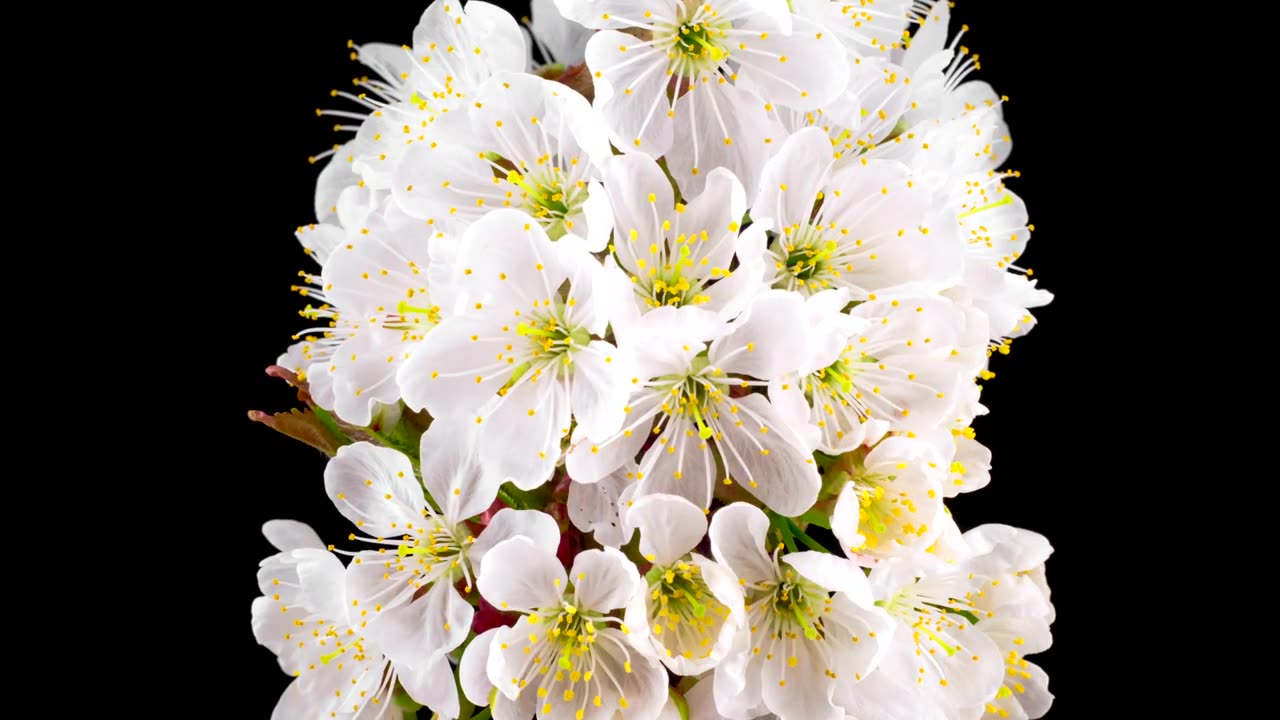 White apricot flowers blooming time lapse