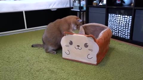 The Amazing Cat Bread Box