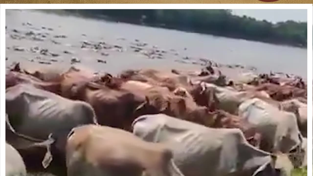 ईद से पहले गायों की तस्करी #cowsmuggling #truemimansa #shortsviral #shorts #viralvideo