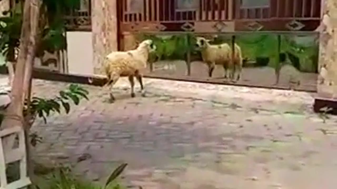 Agressive sheep, fight with a mirror