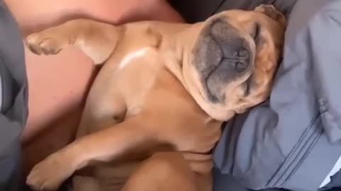 🐶Dog sleeping with his owner