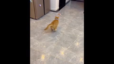 "Too Cute to Handle: Funny Cats Compilation" - cat funny video