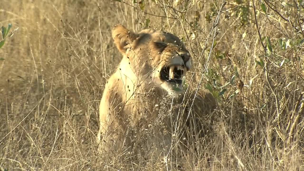 A Lioness, female Lion (Panthera leo) lying in dry long grass yawning