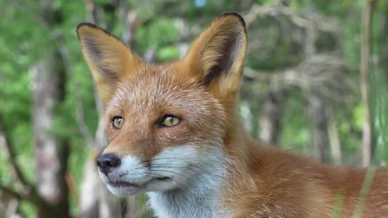 Fox