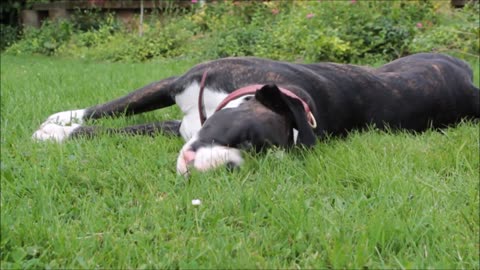 Let me turn over and eat grass