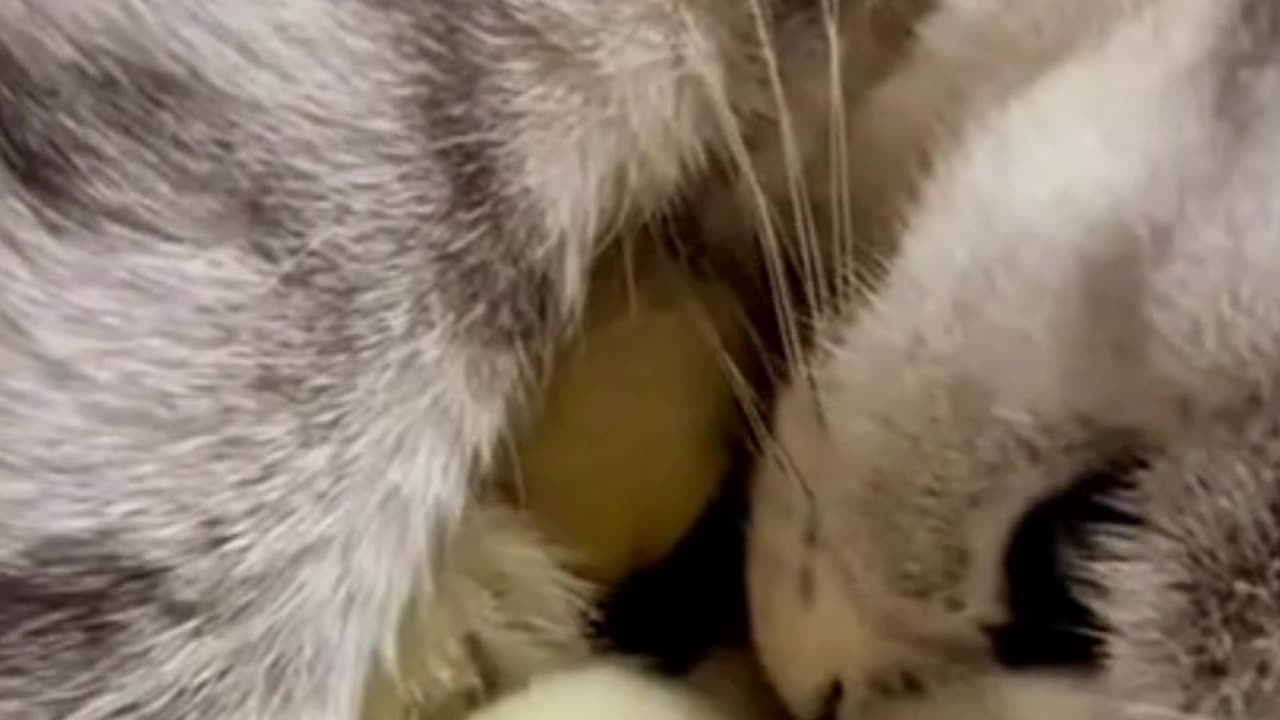 The way she cuddle them