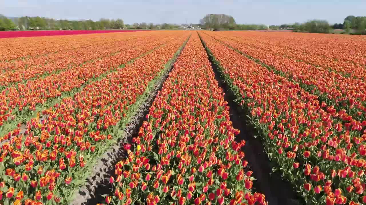 Tulips from Holland - Spring 2020