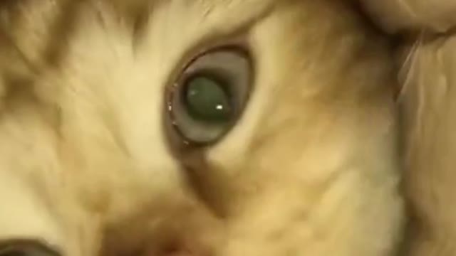 What Is In The Hole?TikTok: britishpromise.cats