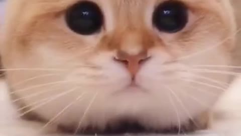 Lovely Cat, black cat, cats, funny cats, funny cat videos