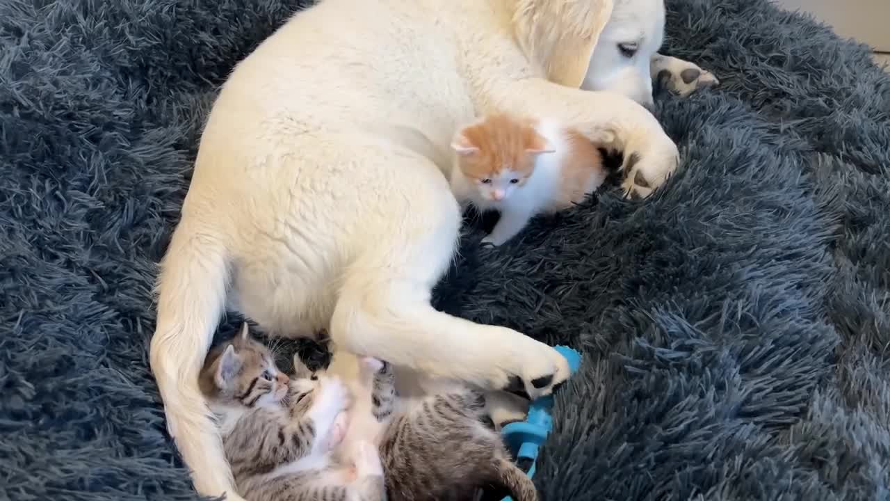 Tiny Kitten and Golden Retriever Puppy Cutest Friends