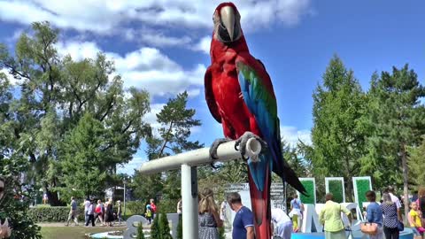 A giant parrot in a parrot forest