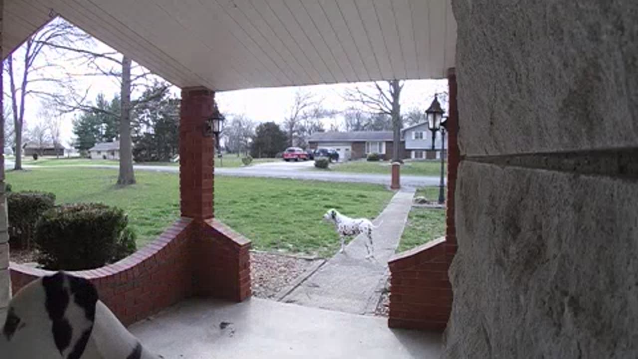 Dalmatian Rings The Doorbell