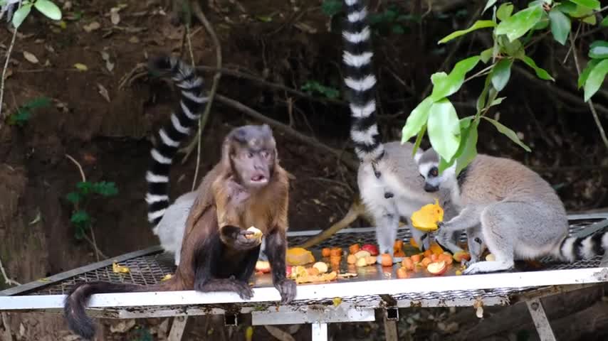 wildlife monkey 🐒 video intresting video