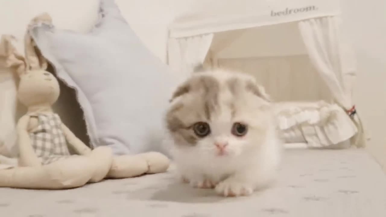 cute kitten videos short leg cat-