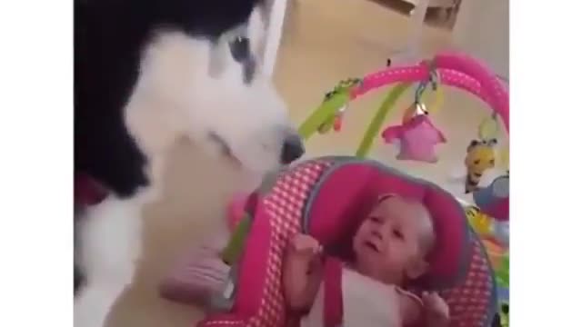 Funny Dog playing with a cute baby