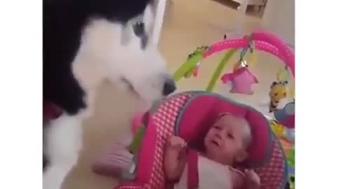 Funny Dog playing with a cute baby