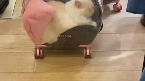 Funny and Cute Cat Videos that Will Make You Giggling All Day