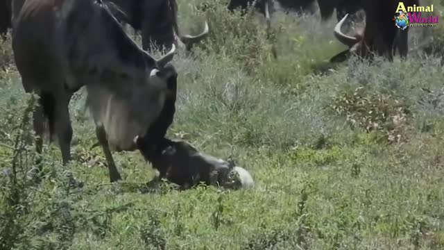 Survival of animals is so different 4 leopard and antelope - horns want to take off their pants