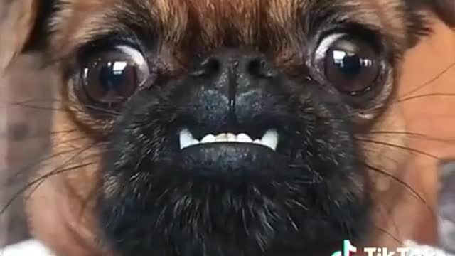 Teefs 🤓