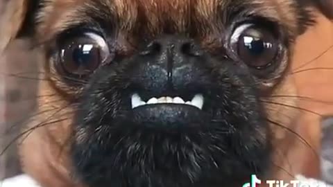 Teefs 🤓