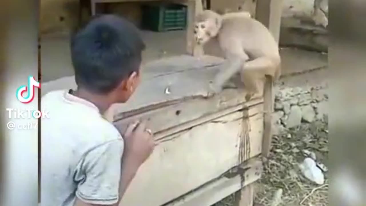 Monkey Kunfu