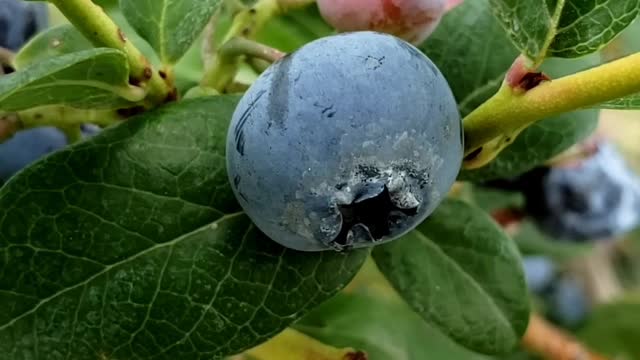 Juicy Berries #berry #blueberry #strawberry