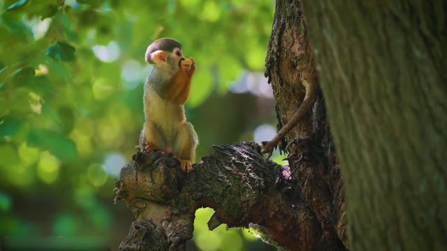 Todos os tipos de animais que vivem na floresta tropical do Brasil levam você ao mundo animal #16