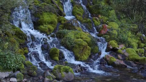 AMERICAN FOREST - Breathtaking Nature bath with Relaxing Music - 4k Video HD Ultra