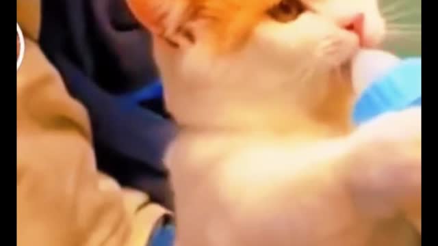 Do you like such a cat?