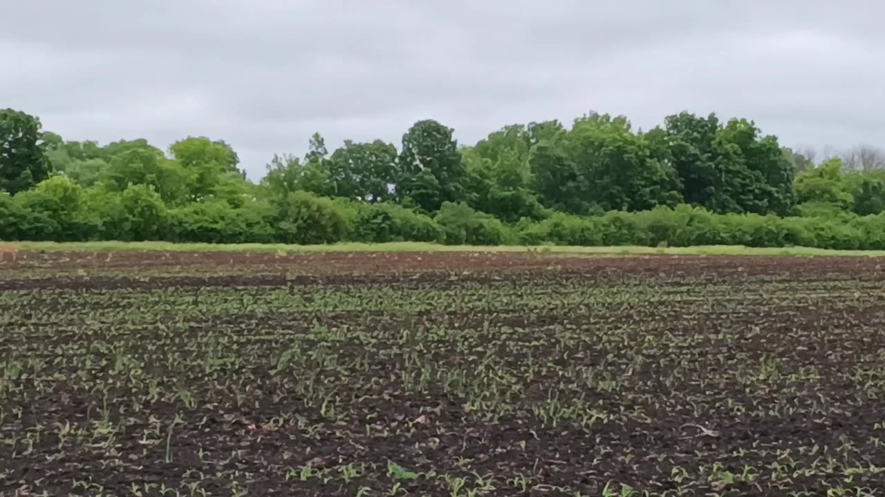 Observing Wisconsin corn field