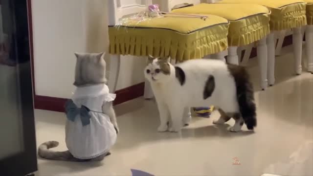 Cute Funny Cat Video 2021 #12