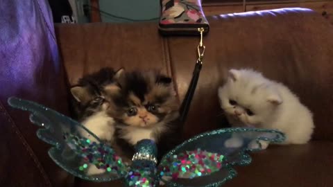 Persian kittens playing