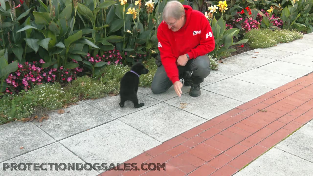 7 WK old Puppy rocking early training