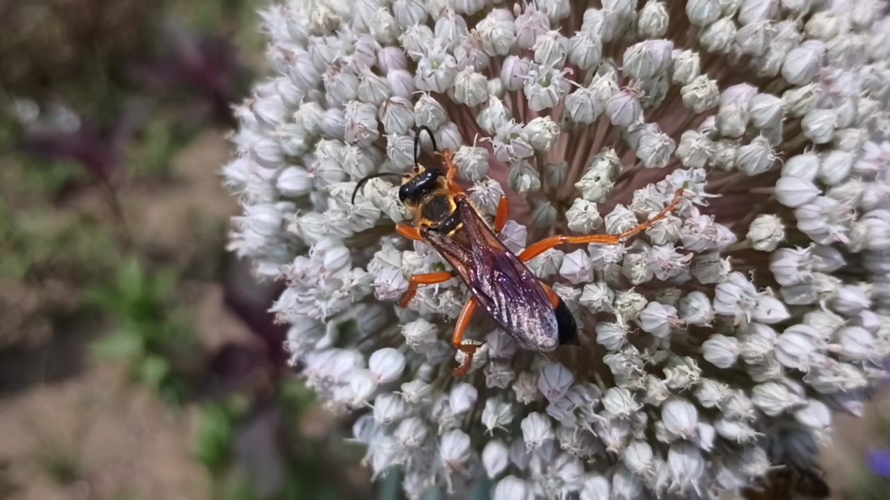 Great Golden Sand Digger