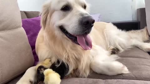 Adorable Golden Retriever and Cute Baby Chicks