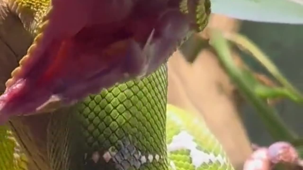 A snake exercises the muscles of its jaws and mouth and extracts its venom