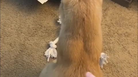 Squirrel bit the man! 😄 part 130. #funny #fail #funnyanimals #funnyvideo #dog #awesome #funnyfails