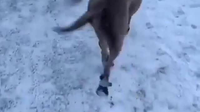 Funny dog dancing for song😂😂