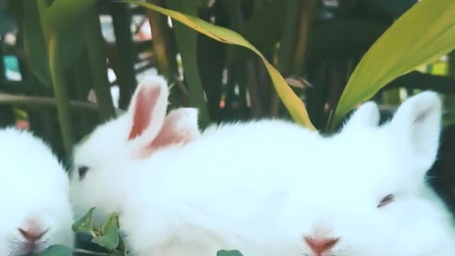 The cutest rabbits in the world