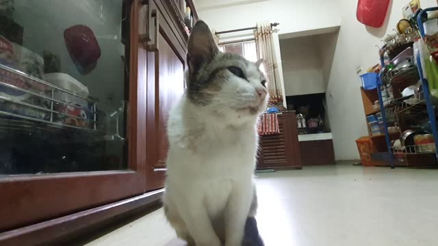 Puus the Sri Lankan Cat