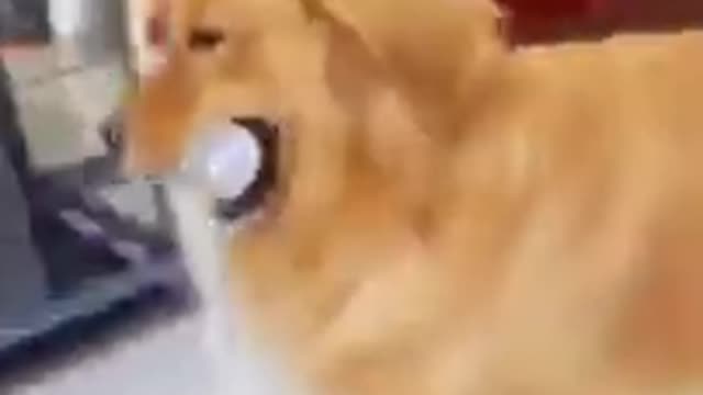 Funny dog video