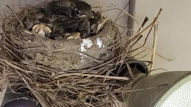 Baby Robin's in a bird nest, so cute