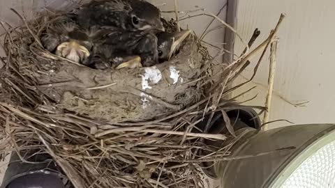 Baby Robin's in a bird nest, so cute