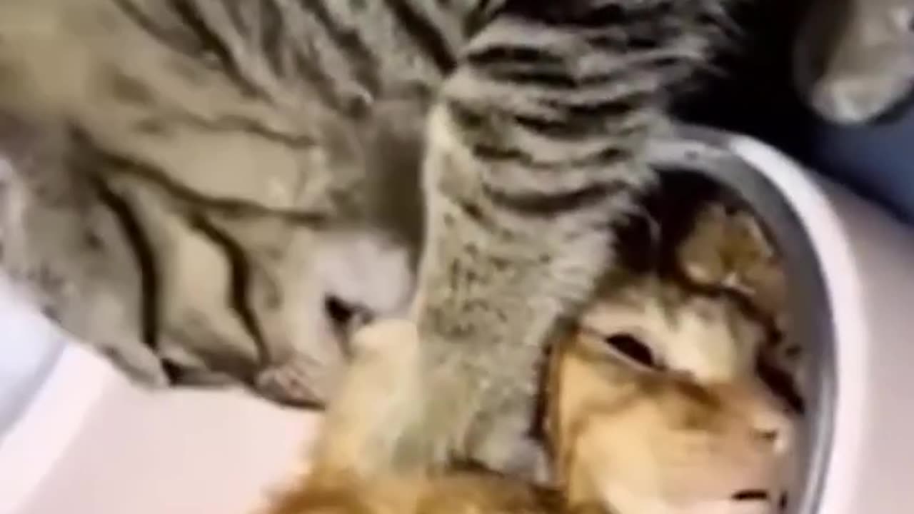 Best Funny Animal Videos 2022 - Funniest Cats And Dogs Video