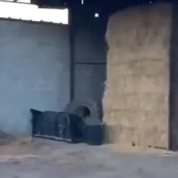 Rumble/horse eating/who says supercars can't be useful🐴