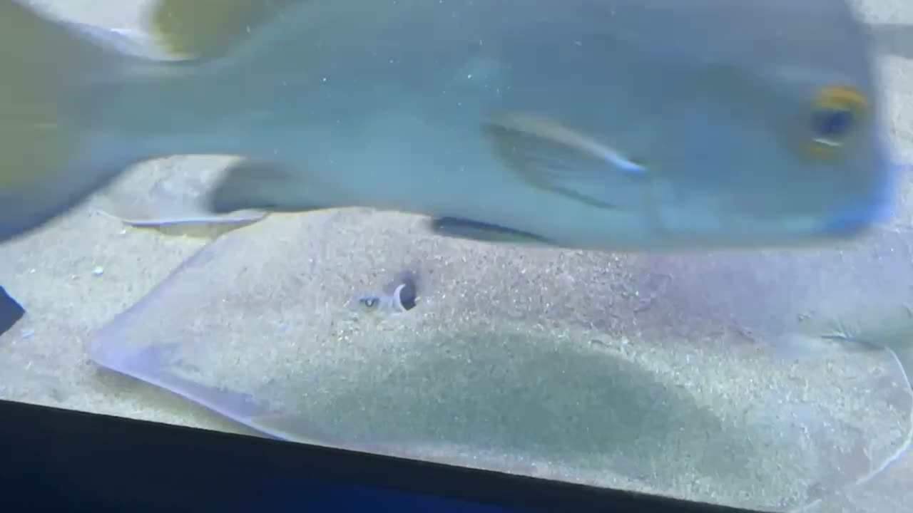 Fish breathing